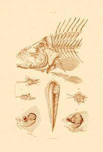 Poisson - French School